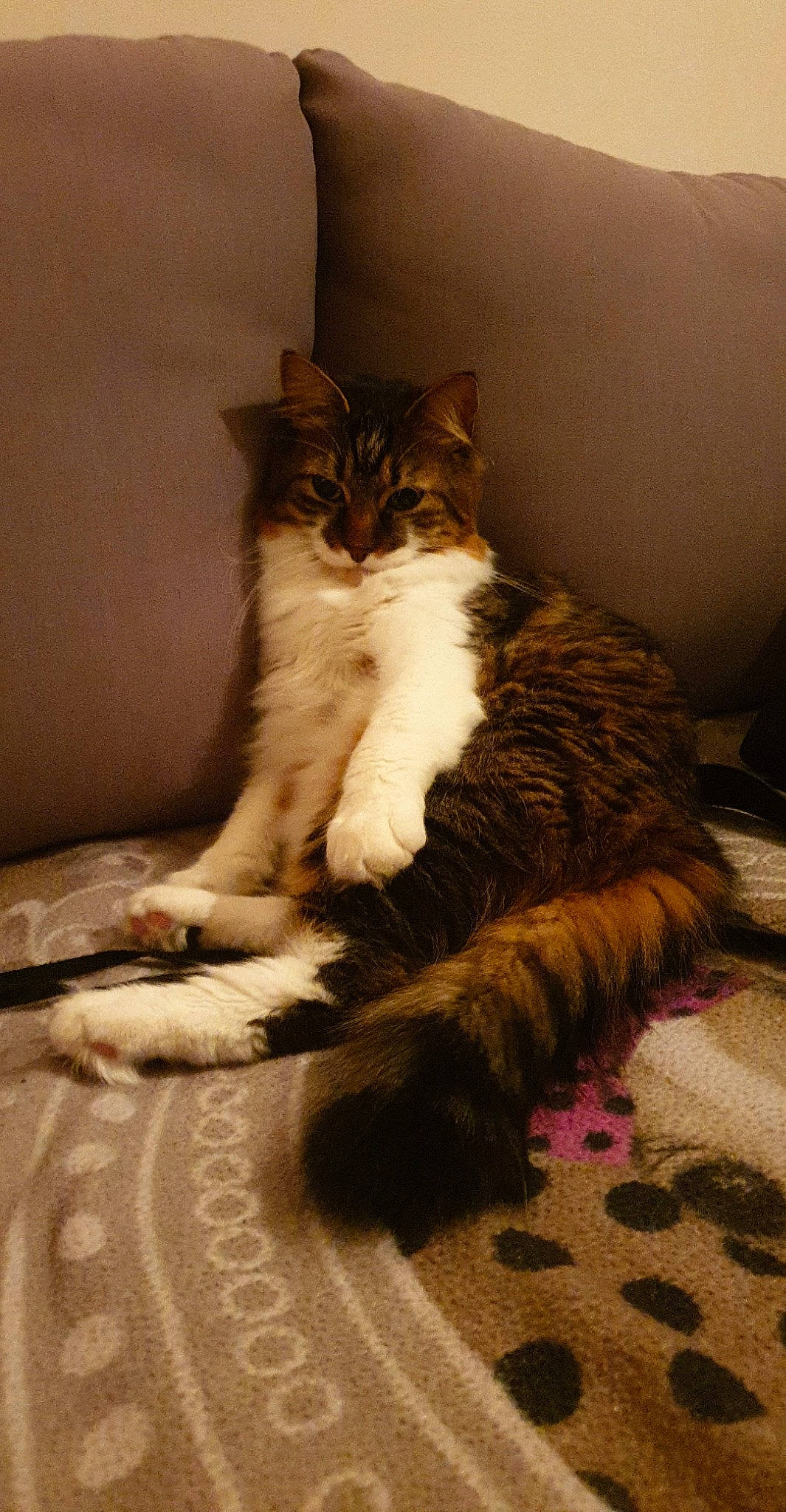 Loki