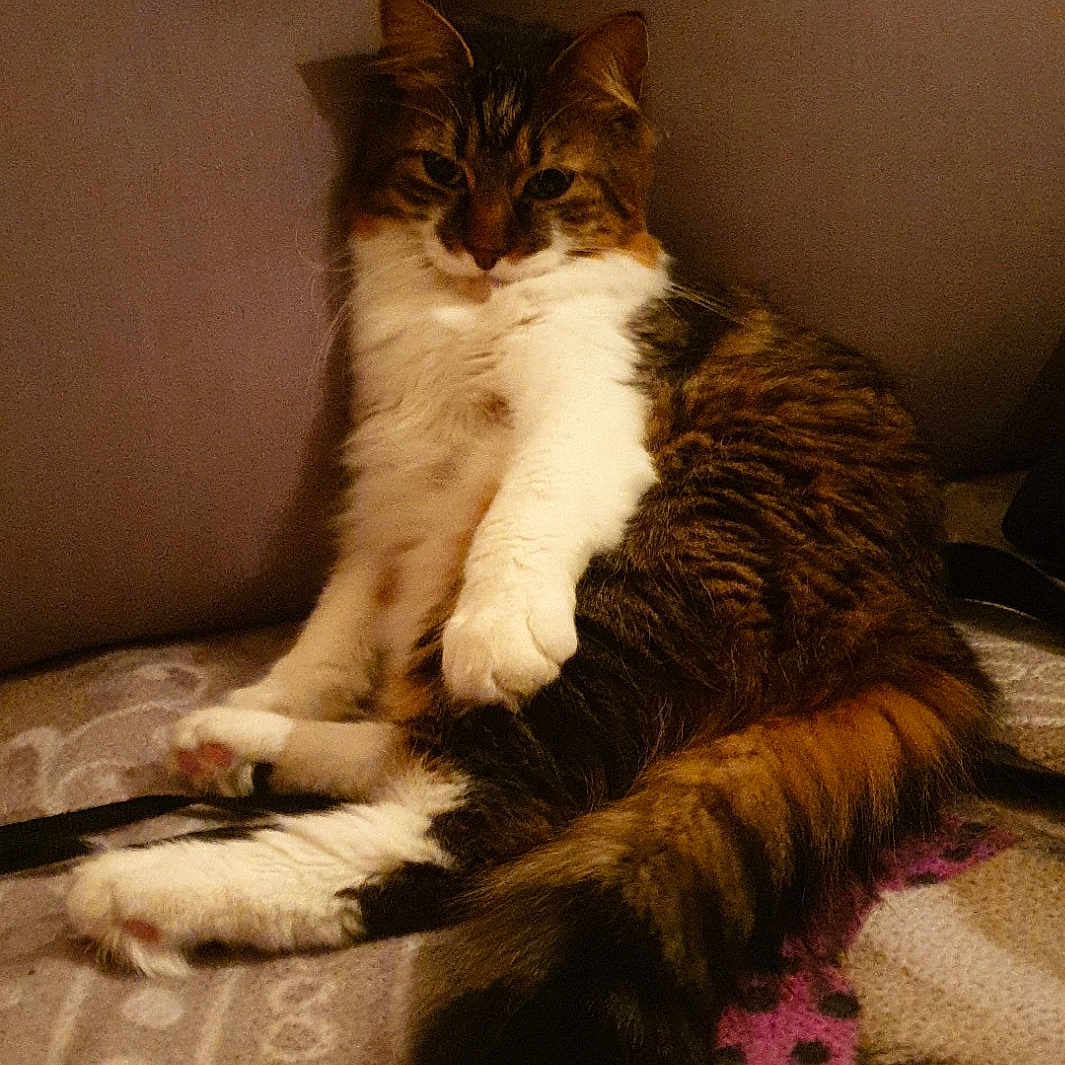 Loki
