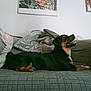 dog, couch, blanket, cushion, indoor, pet, happy, smiling, wall, framed_picture, fabric, fur, relaxing, side_view, mouth_open, ears, paw, living_room, domestic_animal, comfort