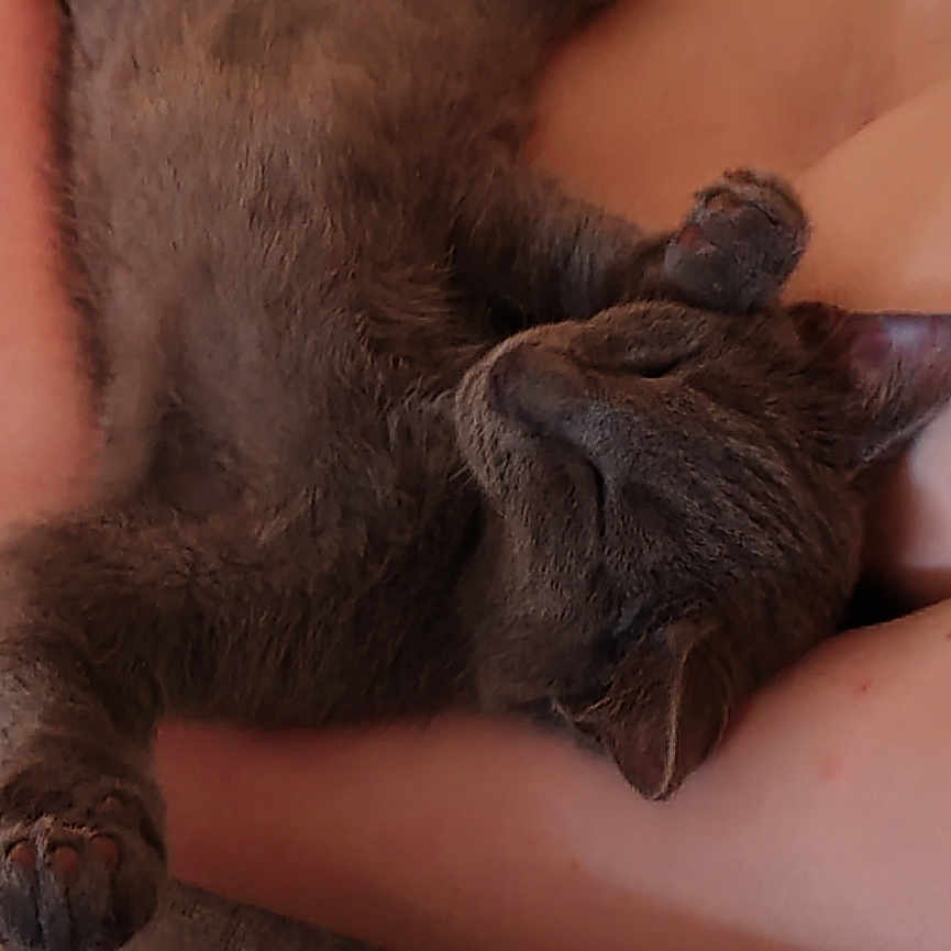 Blue a rejoint le concours — aidez-le/la à gagner de superbes lots ! cat, gray_cat, sleeping, relaxed, pet, animal, feline, indoor, couch, human_arms, nap, resting, cozy, fur, paw, comfort, home, cute, domestic_animal, friendly