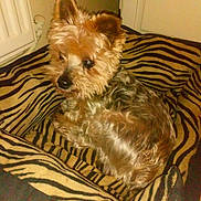 Eliot participe au concours pour gagner de l'argent avec cette photo : animal, black_nose, blanket, brown_fur, canine, companion, cozy, curious, cute, dog, domestic_animal, ears, fluffy, fur, house_pet, indoor, pet_bed, resting, small_dog, zebra_pattern
