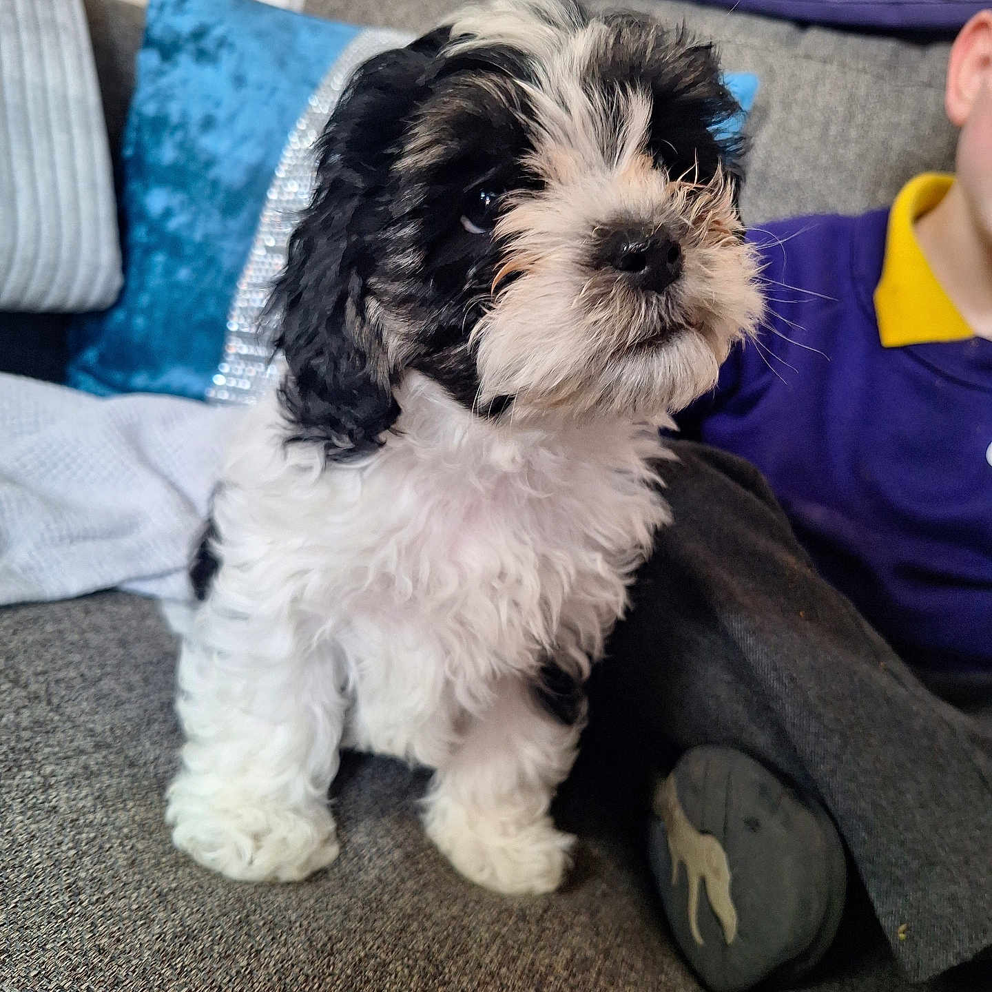 Rosie is registered to the contest to win money with this photo: animal, architecture, boy, canine, child, clothing, couch, cushion, dog, face, footwear, furniture, head, homedecor, male, person, pet, puppy, shoe, terrier