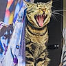 Mojito a rejoint le concours — aidez-le/la à gagner de superbes lots ! cat, tabby, yawning, curtain, dog_print, indoor, pet, feline, striped, mouth_open, whiskers, tongue, collar, door, fabric, colorful, animal, domestic, fur, sitting