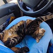 Mojito a rejoint le concours — aidez-le/la à gagner de superbes lots ! cat, tabby_cat, vehicle_interior, steering_wheel, person_lap, blue_clothing, car_window, side_mirror, seatbelt, dashboard, relaxation, stretching, sunlight, casual, indoor, pet, feline, resting, comfort, seat