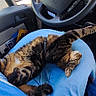 cat, tabby_cat, vehicle_interior, steering_wheel, person_lap, blue_clothing, car_window, side_mirror, seatbelt, dashboard, relaxation, stretching, sunlight, casual, indoor, pet, feline, resting, comfort, seat