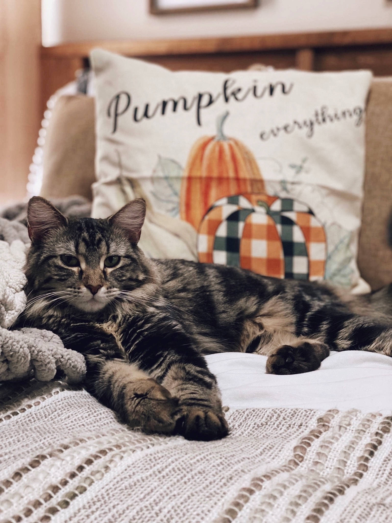 Hazel is registered to the contest to win money with this photo: bed, bed_sheet, bedding, bedroom, carnivore, cat, comfort, couch, domestic_short_haired_cat, felidae, flooring, fur, grey, interior_design, linens, pattern, pillow, small_to_medium_sized_cats, textile, whiskers