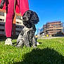 Blue is registered to the contest to win money with this photo: dog, puppy, grass, leash, person, leggings, sneakers, outdoor, blue_sky, sunlight, building, urban, shadow, pet, animal, cute, playing, young_dog, daytime, nature