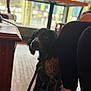 Blue joined the competition — help win amazing prizes! dog, leash, person, legs, shoe, sneaker, floor, wooden_floor, indoor, table, chair, window, blurred_background, black_pants, pet, waiting, seated, domestic_animal, calm, daylight