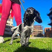 Blue joined the competition — help win amazing prizes! dog, leash, person, pink_leggings, white_sneakers, grass, blue_sky, urban, buildings, outdoor, pet, animal, walking, sunny, daylight, black_and_white, curious, standing, canine, portrait