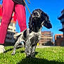 dog, leash, person, pink_leggings, white_sneakers, grass, blue_sky, urban, buildings, outdoor, pet, animal, walking, sunny, daylight, black_and_white, curious, standing, canine, portrait