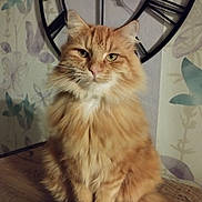Pixel a rejoint le concours — aidez-le/la à gagner de superbes lots ! cat, orange_cat, fluffy, long_hair, indoor, clock, wall_clock, feline, pet, animal, portrait, sitting, wooden_surface, decor, home, background, whiskers, ears, eyes, fur