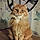 Pixel