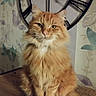 animal, background, cat, clock, decor, ears, eyes, feline, fluffy, fur, home, indoor, long_hair, orange_cat, pet, portrait, sitting, wall_clock, whiskers, wooden_surface