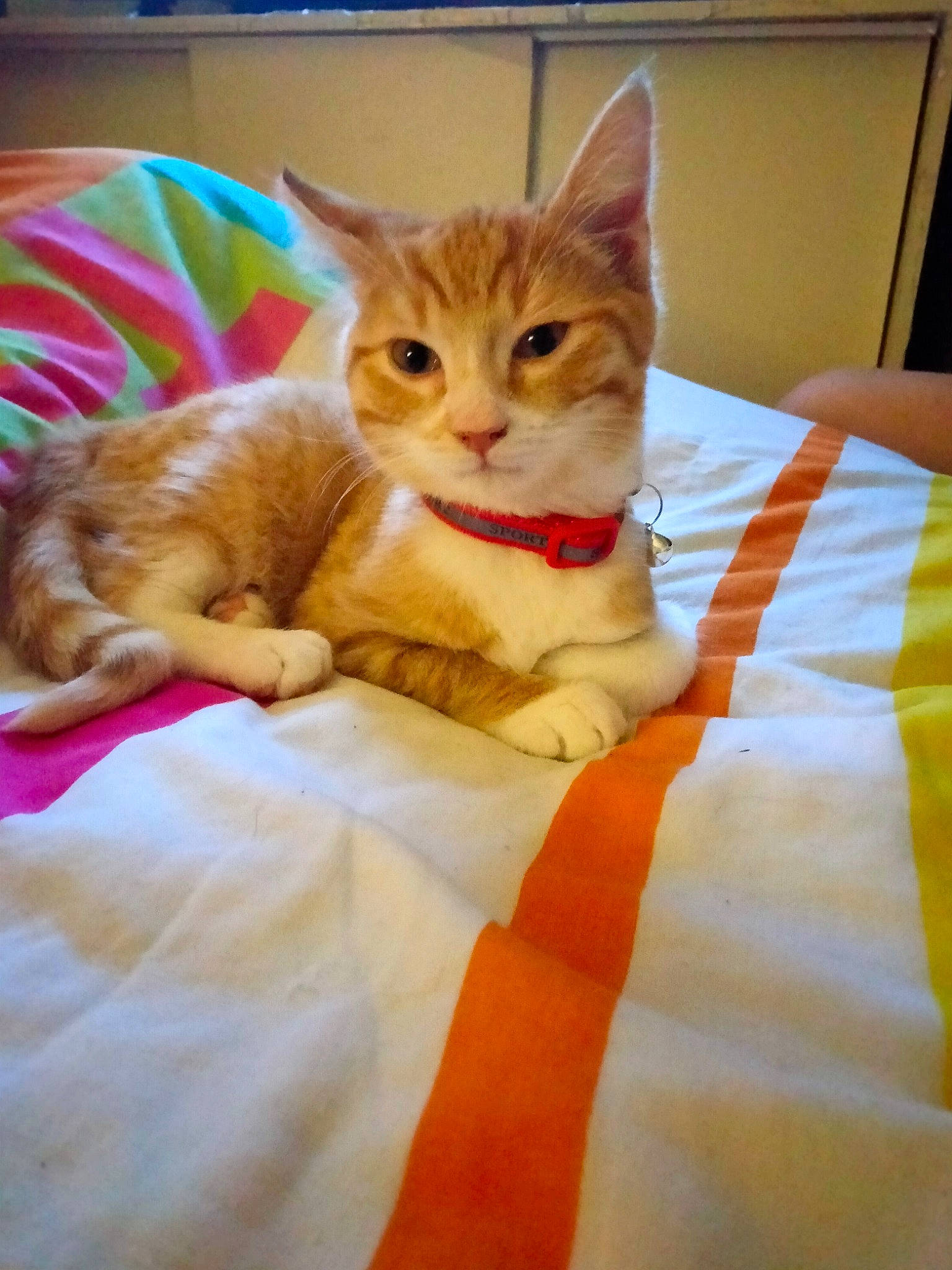 Minos participe au concours pour gagner de l'argent avec cette photo : bed, bedding, carnivore, cat, claw, comfort, domestic_short_haired_cat, fawn, felidae, fur, lap, linens, paw, pet_supply, sitting, small_to_medium_sized_cats, snout, tail, textile, whiskers