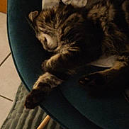Virginie Mobihan a rejoint le concours — aidez-le/la à gagner de superbes lots ! animal, blanket, cat, chair, cozy, cute, domestic, fur, furniture, home, indoor, kitten, nap, paw, pet, relax, resting, sleeping, soft, tabby