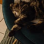 animal, blanket, cat, chair, cozy, cute, domestic, fur, furniture, home, indoor, kitten, nap, paw, pet, relax, resting, sleeping, soft, tabby