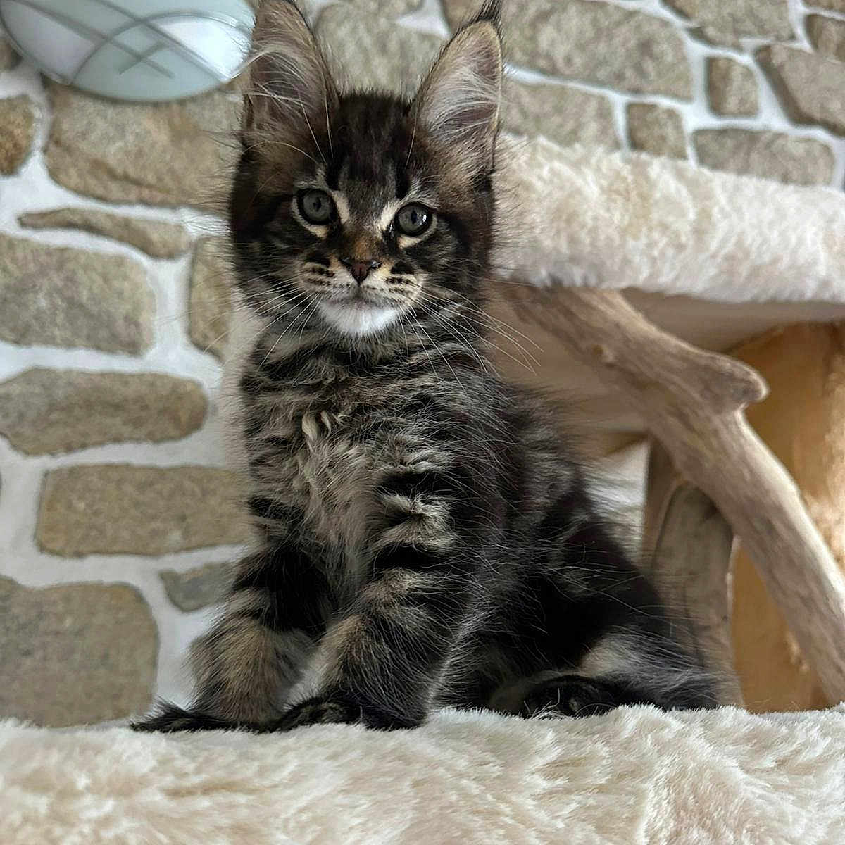 Virginie Mobihan participe au concours pour gagner de l'argent avec cette photo : animal, cat, cozy, cute, ears, eyes, feline, fluffy, fur, indoor, kitten, pet, plush, portrait, sitting, soft, stone_wall, whiskers, wood, young
