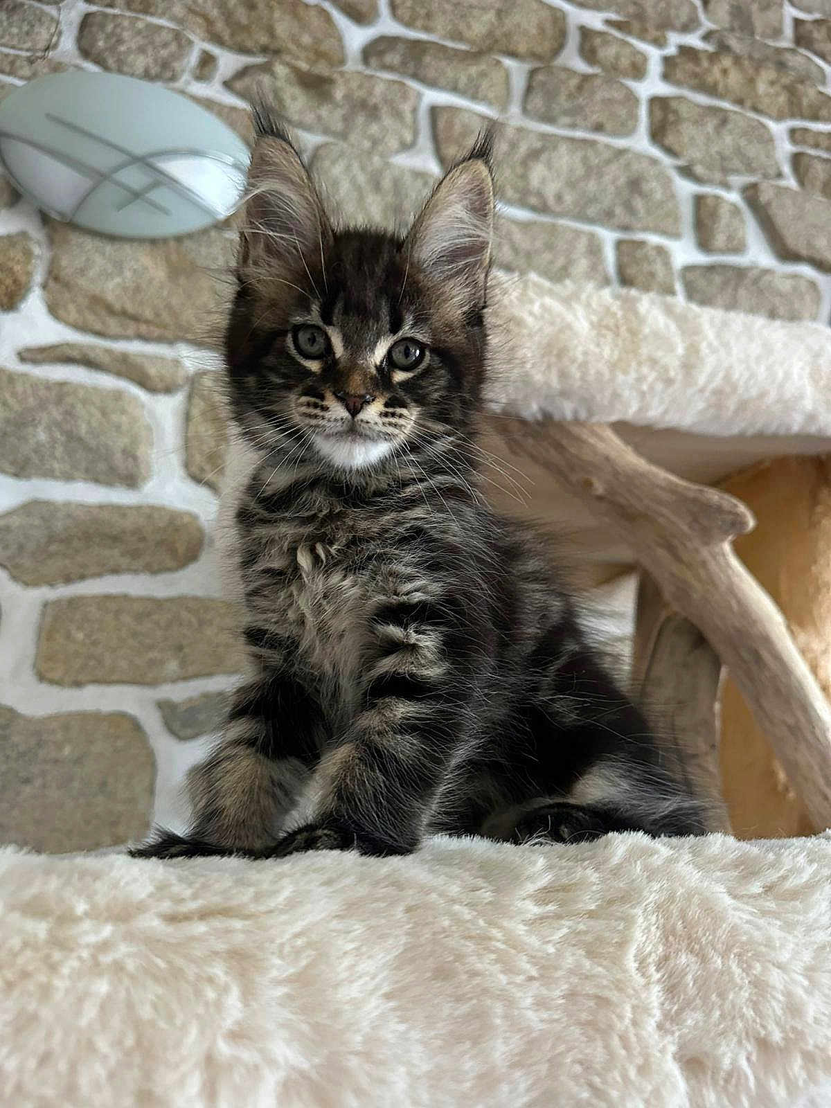 Virginie Mobihan participe au concours pour gagner de l'argent avec cette photo : animal, cat, cozy, cute, ears, eyes, feline, fluffy, fur, indoor, kitten, pet, plush, portrait, sitting, soft, stone_wall, whiskers, wood, young