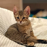 Blue a rejoint le concours — aidez-le/la à gagner de superbes lots ! cat, kitten, tabby, animal, pet, fur, ears, whiskers, eyes, sitting, lying_down, stretched_legs, relaxed, bed, bedding, striped, indoor, bedroom, portrait, cute