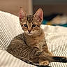 cat, kitten, tabby, animal, pet, fur, ears, whiskers, eyes, sitting, lying_down, stretched_legs, relaxed, bed, bedding, striped, indoor, bedroom, portrait, cute