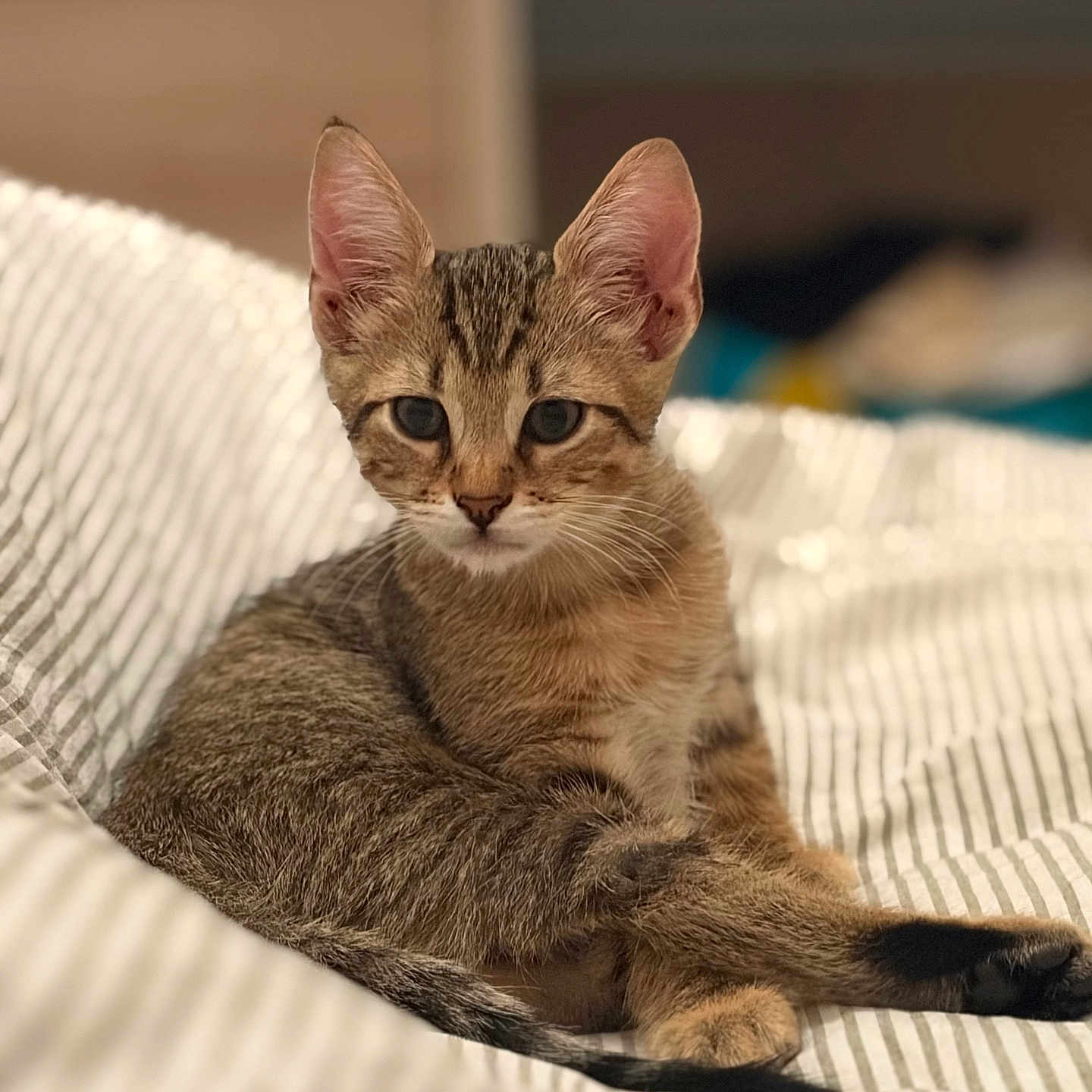 Blue a rejoint le concours — aidez-le/la à gagner de superbes lots ! cat, kitten, tabby, animal, pet, fur, ears, whiskers, eyes, sitting, lying_down, stretched_legs, relaxed, bed, bedding, striped, indoor, bedroom, portrait, cute