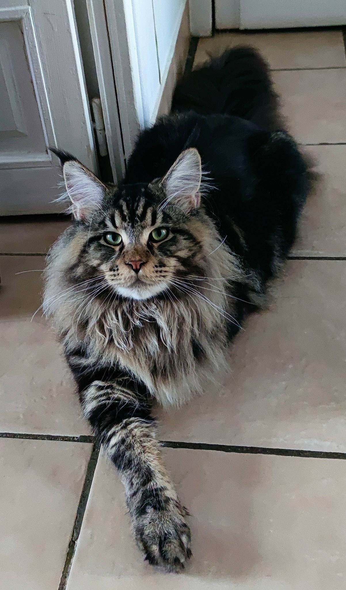 Ulysse participe au concours pour gagner de l'argent avec cette photo : carnivore, cat, claw, domestic_short_haired_cat, door, felidae, flooring, fur, grey, maine_coon, paw, small_to_medium_sized_cats, snout, tail, terrestrial_animal, whiskers, window