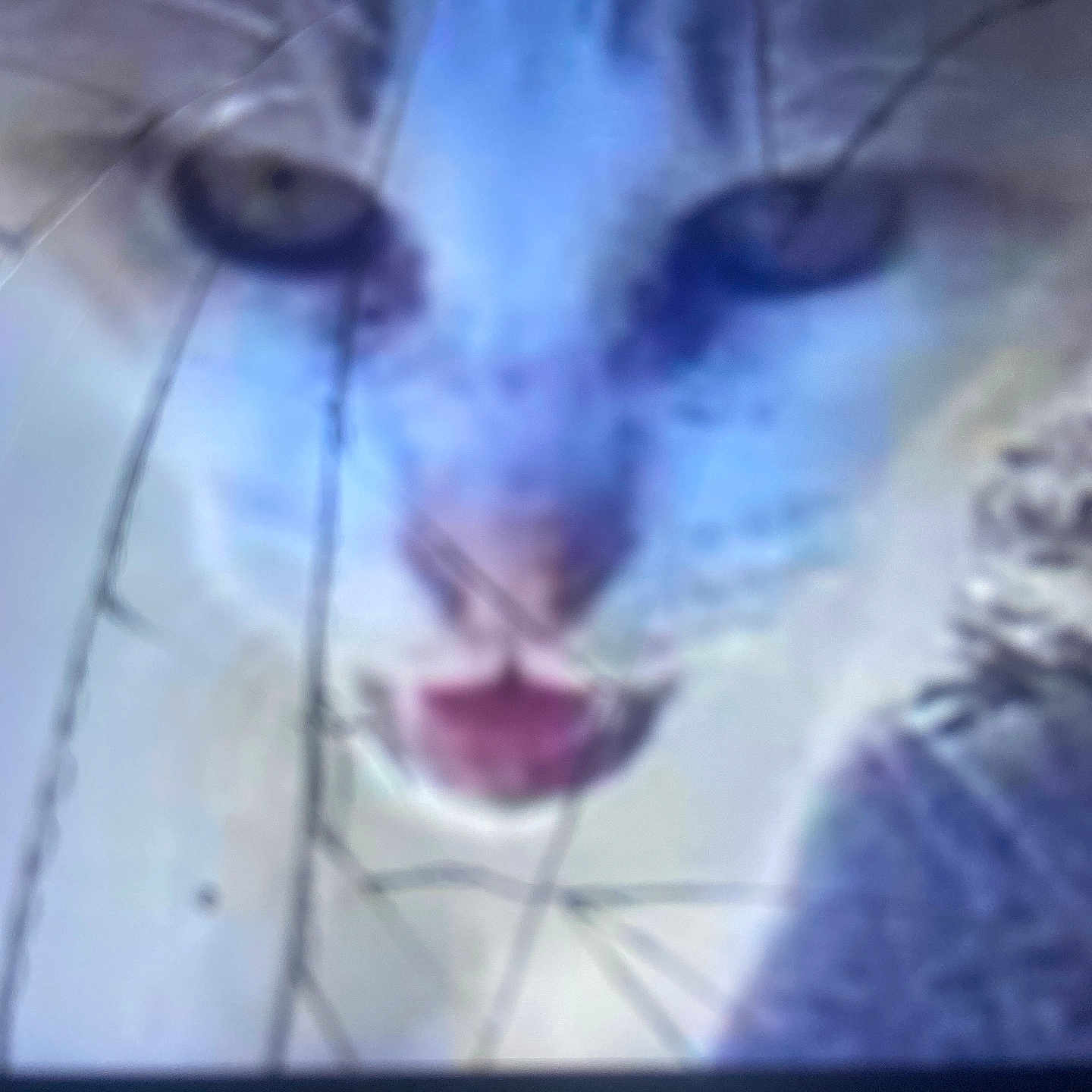 J.c. joined the competition — help win amazing prizes! animal, blurry, cat, close_up, creature, eyes, face, feline, fur, fuzzy, head, indoor, mouth, muzzle, nose, obscured, pet, portrait, soft_focus, whiskers