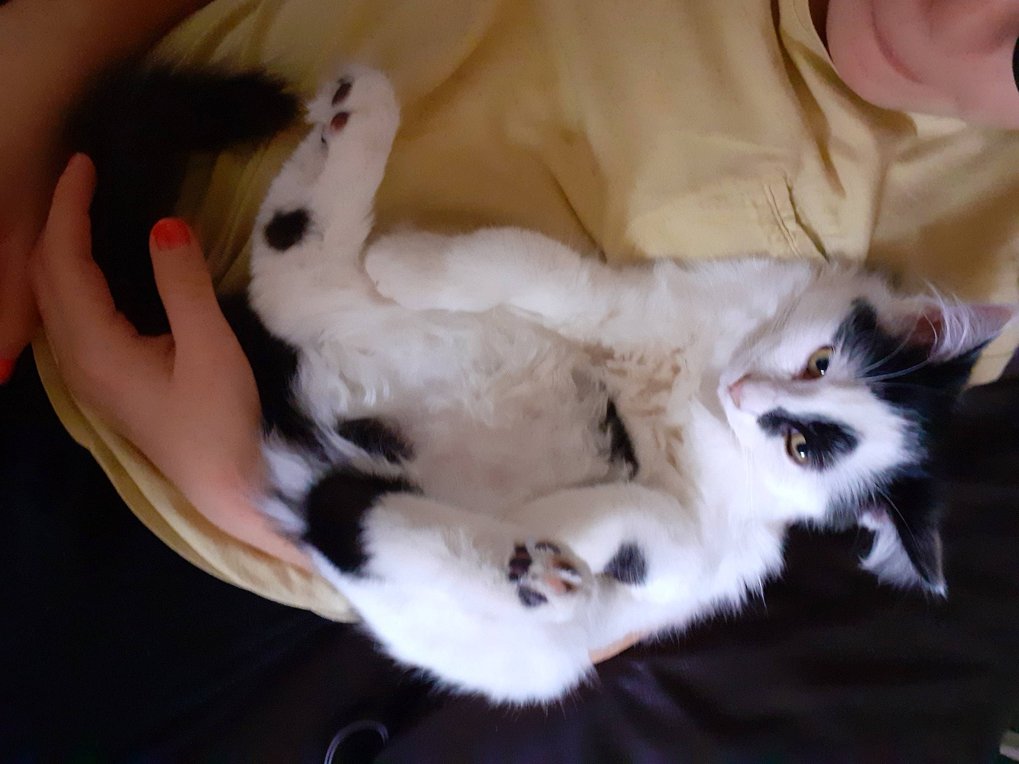 Mookie participe au concours pour gagner de l'argent avec cette photo : bed, canidae, carnivore, cat, claw, comfort, companion_dog, dog_breed, ear, fang, fawn, felidae, fur, mammal, nap, paw, small_to_medium_sized_cats, sporting_group, tail, whiskers