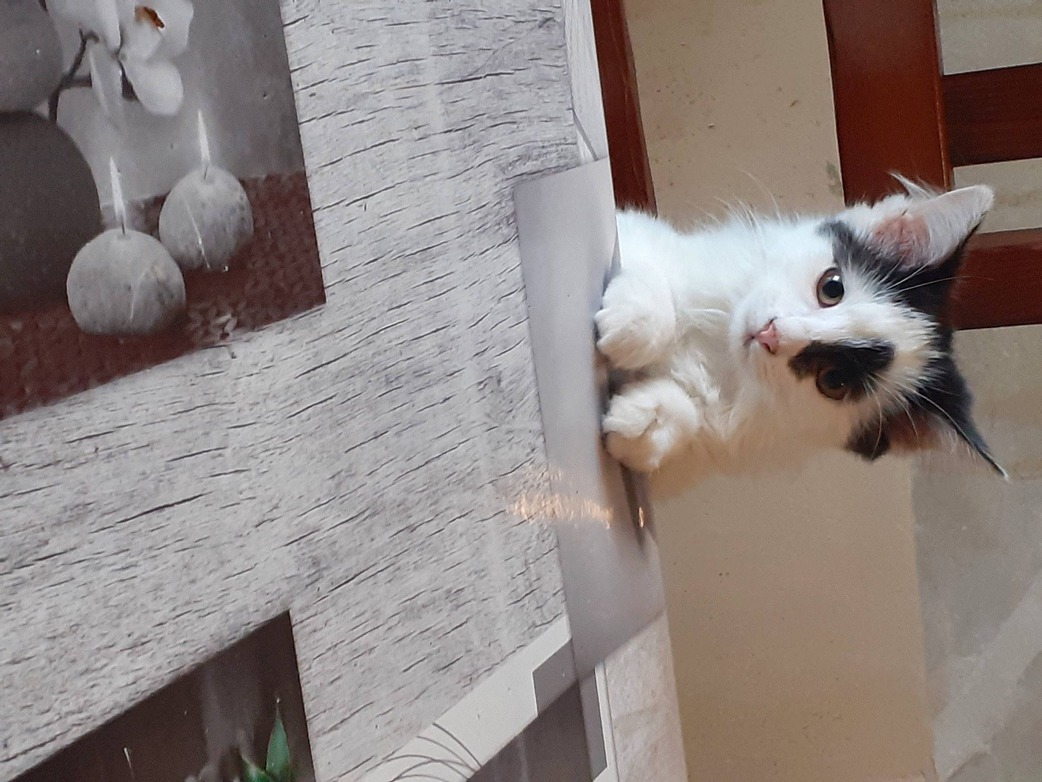 Mookie a rejoint le concours — aidez-le/la à gagner de superbes lots ! animal_shelter, cardboard, carnivore, cat, domestic_short_haired_cat, felidae, flooring, fur, mammal, paw, room, small_to_medium_sized_cats, tail, vertebrate, whiskers, wood