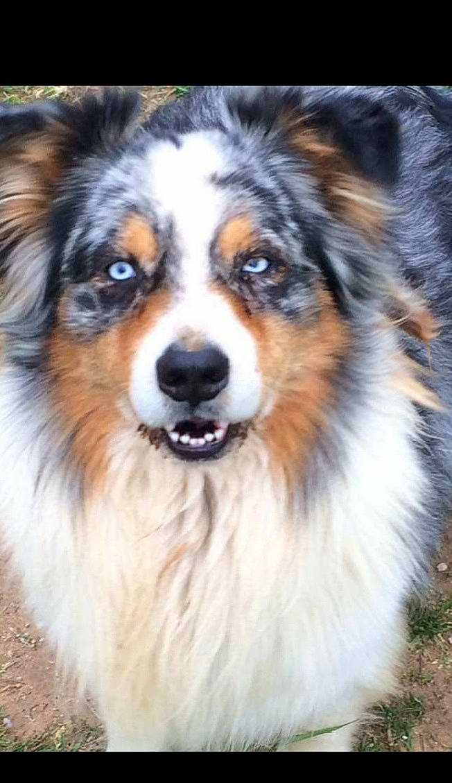 Elliot participe au concours pour gagner de l'argent avec cette photo : ancient_dog_breeds, carnivore, companion_dog, dog, dog_breed, fur, herding_dog, iris, plant, snout, sporting_group, terrestrial_animal, whiskers, working_animal, working_dog