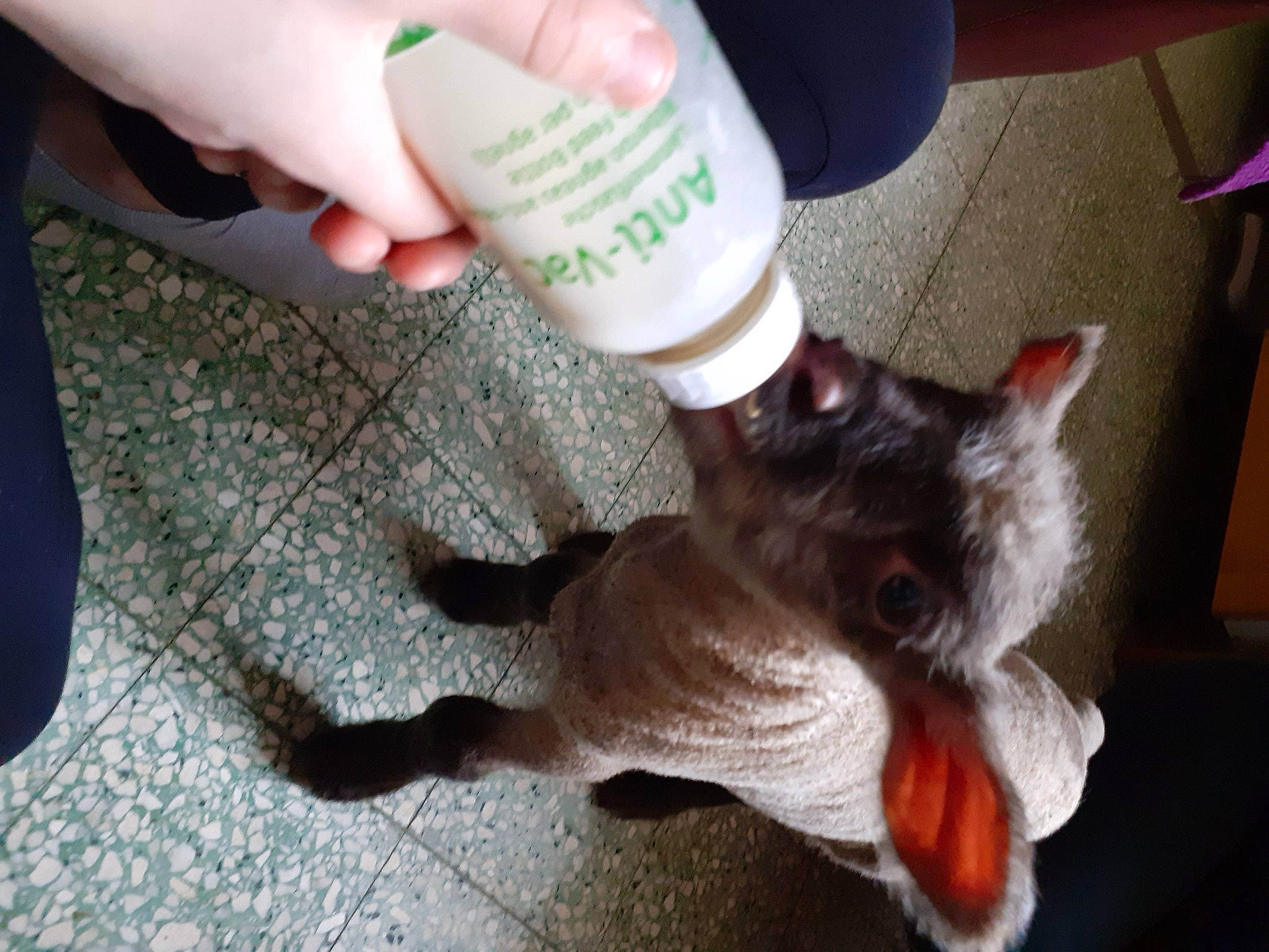 Paupiette a rejoint le concours — aidez-le/la à gagner de superbes lots ! carnivore, cat, claw, companion_dog, dog_breed, domestic_short_haired_cat, fawn, felidae, foot, fur, gesture, human_leg, nail, paw, small_to_medium_sized_cats, tail, thumb, tree, whiskers, wrist