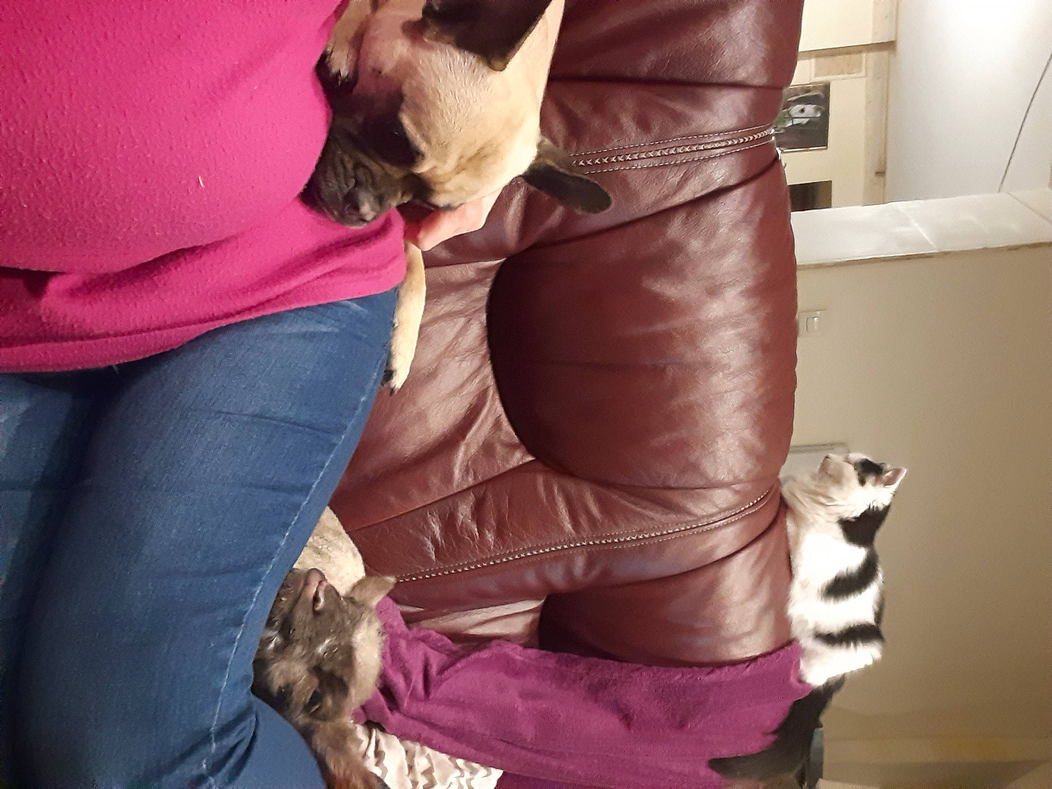 Paupiette a rejoint le concours — aidez-le/la à gagner de superbes lots ! abdomen, comfort, denim, felidae, gesture, human_leg, joint, knee, leather_jacket, leg, long_hair, magenta, purple, shoe, shoulder, sleeve, street_fashion, thigh, trunk, waist