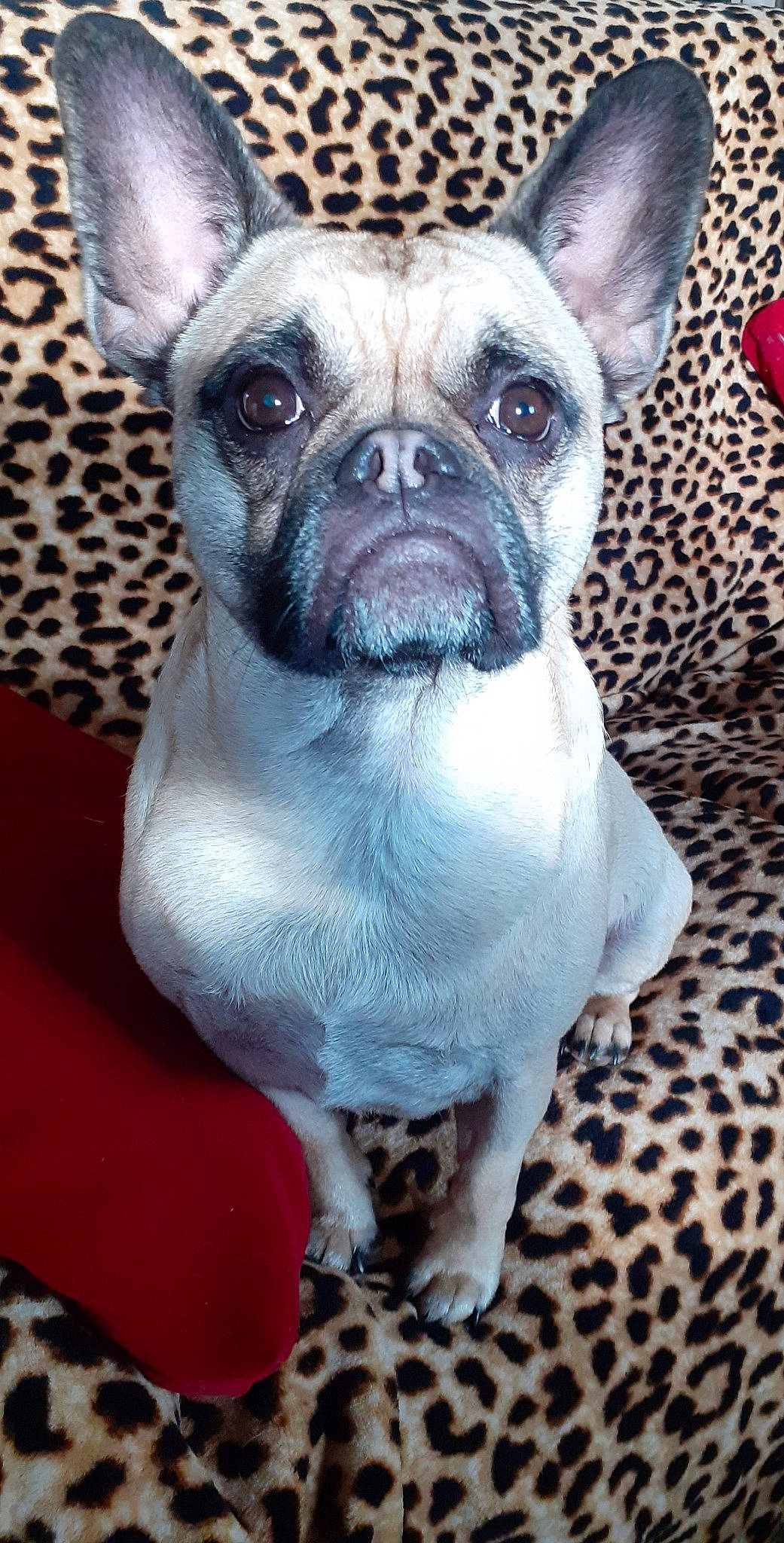 Shyva a rejoint le concours — aidez-le/la à gagner de superbes lots ! canidae, carnivore, collar, companion_dog, dog, dog_breed, fawn, french_bulldog, non_sporting_group, pink, puppy, skin, snout, toy_dog, vertebrate, whiskers, working_animal