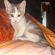 Ava participe au concours pour gagner de l'argent avec cette photo : kitten, cat, animal, pet, orange_blanket, indoor, curious, whiskers, fur, small, cute, young, sitting, looking, closeup, domestic_cat, feline, ears, pink_nose, eyes