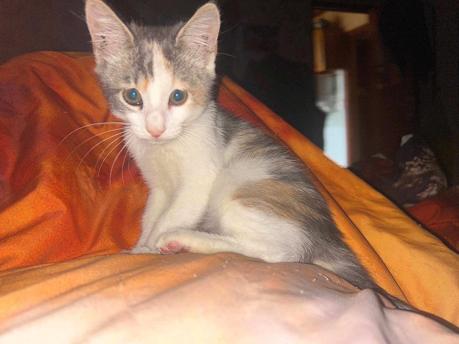 Ava