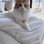Milo is registered to the contest to win money with this photo: animal, blanket, cat, couch, cozy, crossed_paws, cute, domestic, ears, fluffy, fur, home, indoor, natural_light, orange_and_white, pet, portrait, relaxed, whiskers, window