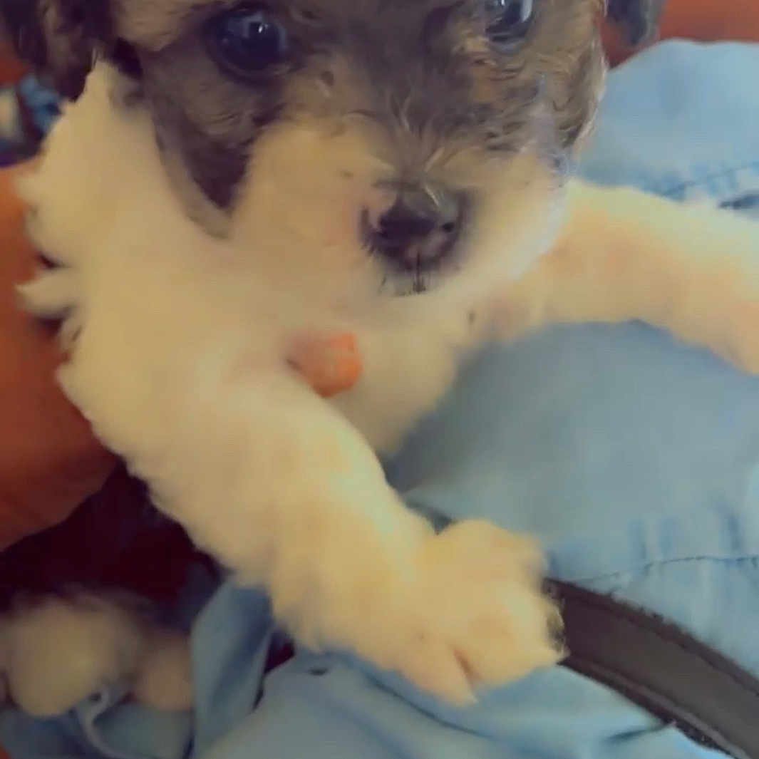 Riri Rogers joined the competition — help win amazing prizes! adorable, animal, blue, close_up, comfort, cuddly, cute, dog, fabric, fluffy, friendly, hand, indoor, mammal, paw, pet, portrait, puppy, soft, young