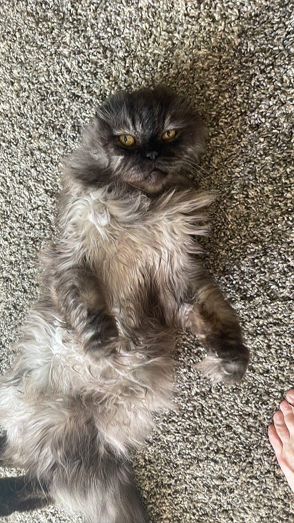 Bear-bear joined the competition — help win amazing prizes! automotive_tire, british_longhair, carnivore, cat, claw, domestic_short_haired_cat, felidae, fur, grey, monochrome, monochrome_photography, paw, sitting, small_to_medium_sized_cats, snout, soil, tail, terrestrial_animal, whiskers, wildlife