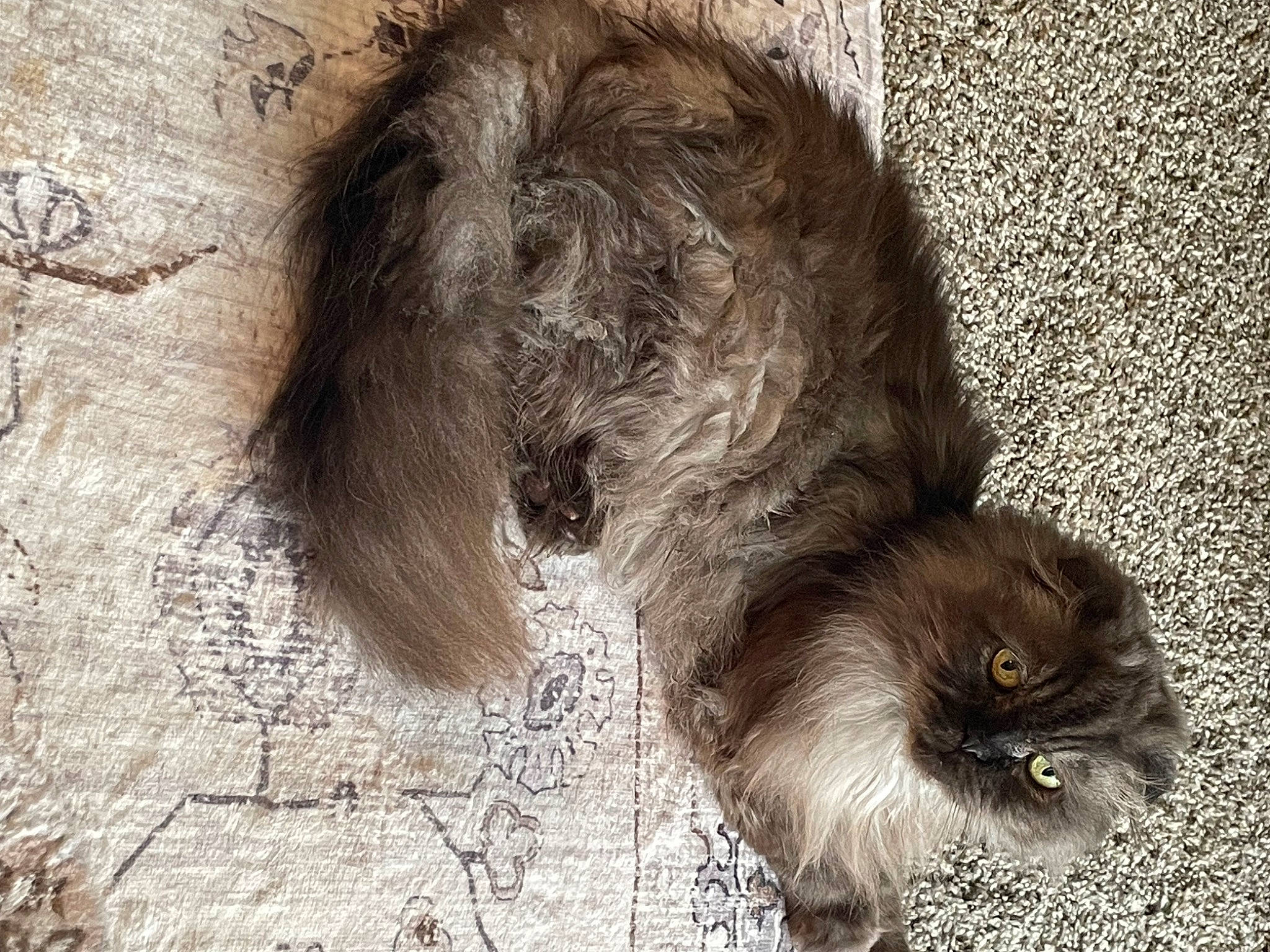 Bear-bear joined the competition — help win amazing prizes! art, carnivore, claw, companion_dog, dog, dog_breed, foot, fur, grey, liver, paw, road_surface, snout, soil, sporting_group, tail, terrestrial_animal, whiskers, wood, working_animal