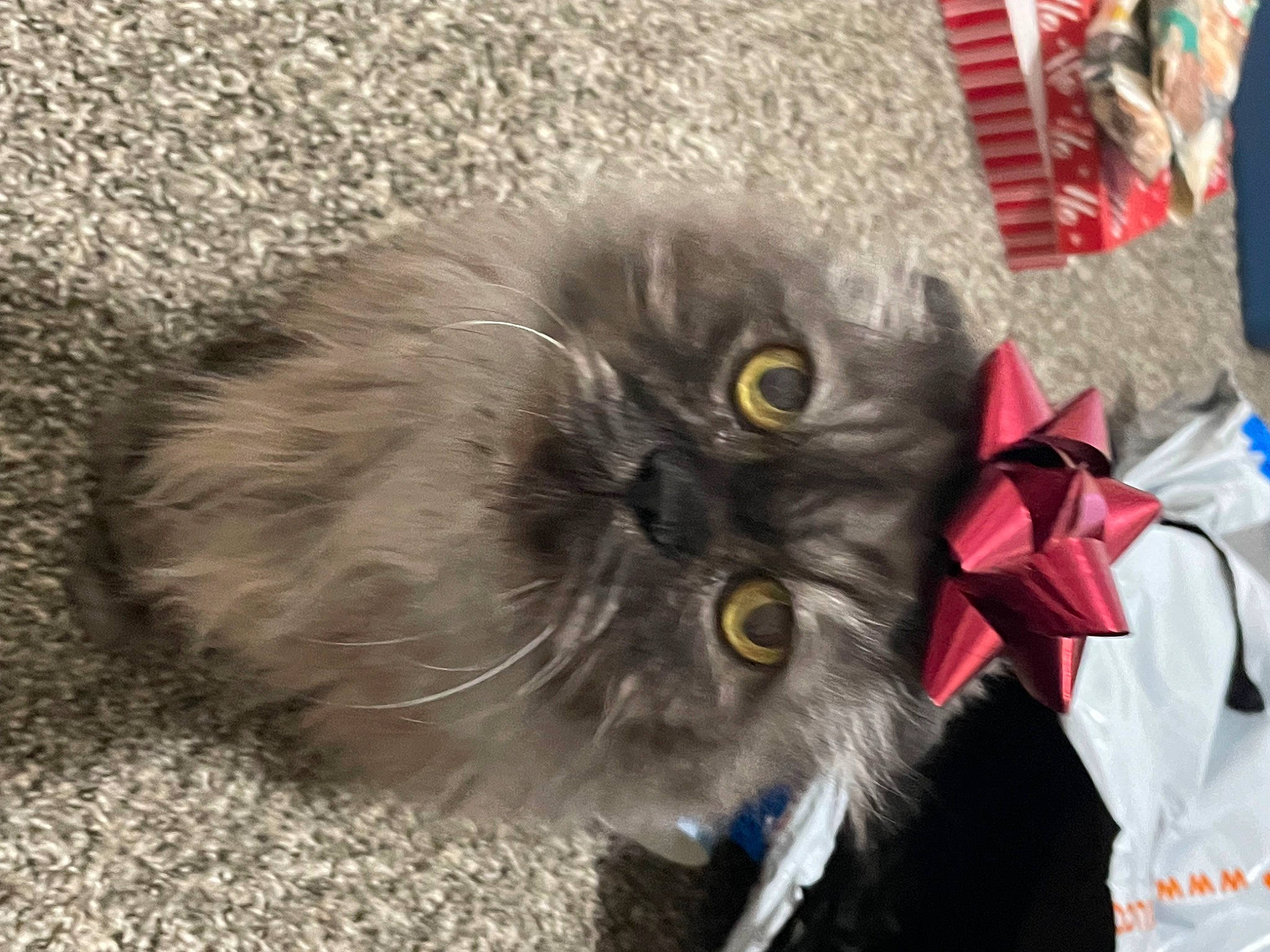 Bear-bear joined the competition — help win amazing prizes! british_longhair, carnivore, cat, claw, event, felidae, fur, paw, plant, small_to_medium_sized_cats, snout, tail, terrestrial_animal, vegetable, whiskers