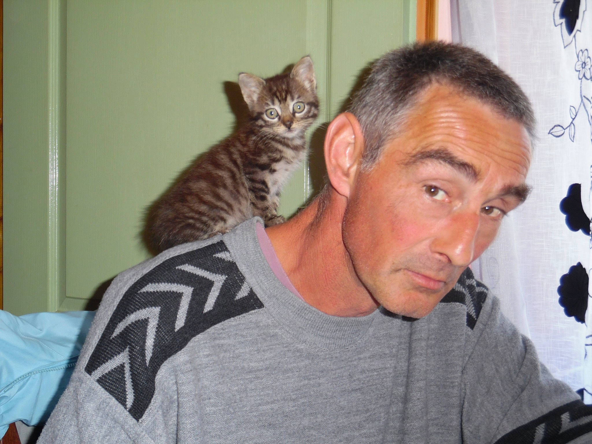 Noisette participe au concours pour gagner de l'argent avec cette photo : american_shorthair, asian, black_hair, carnivore, cat, domestic_short_haired_cat, dragon_li, ear, european_shorthair, facial_hair, felidae, forehead, hair, jaw, person, shoulder, small_to_medium_sized_cats, tabby_cat, whiskers