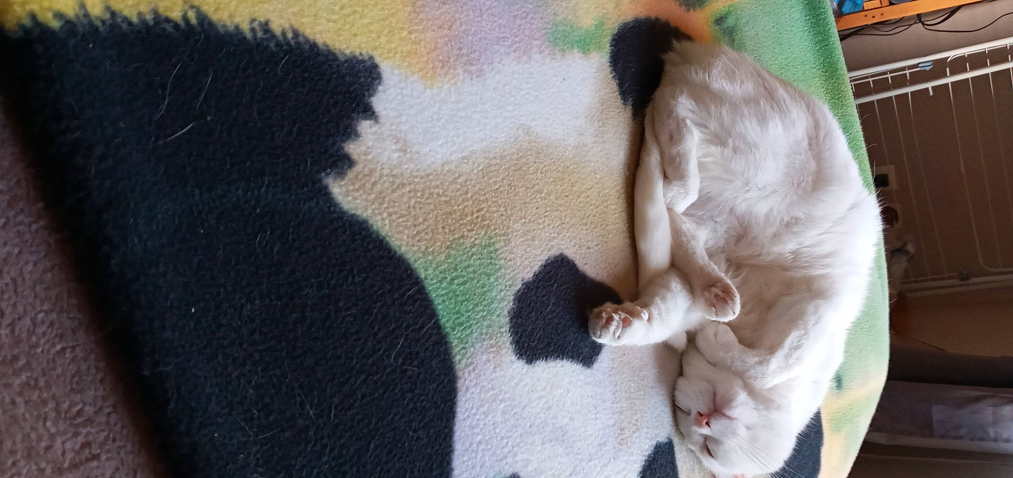 Chippie participe au concours pour gagner de l'argent avec cette photo : canidae, carnivore, child, comfort, companion_dog, dog_breed, fawn, felidae, fur, linens, nap, paw, small_to_medium_sized_cats, snout, sporting_group, stuffed_toy, tail, toy, whiskers, wool