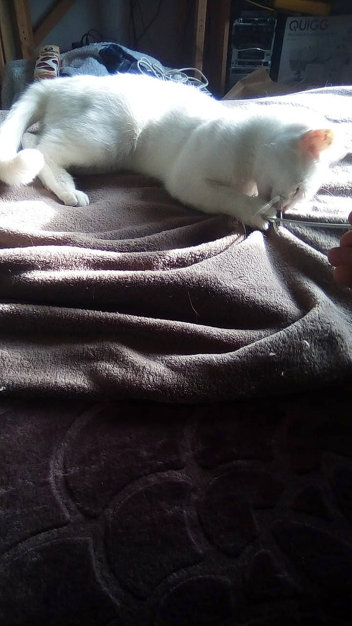 Chippie participe au concours pour gagner de l'argent avec cette photo : canidae, carnivore, cat, companion_dog, dog, dog_breed, fawn, felidae, non_sporting_group, paw, puppy, tail, whiskers