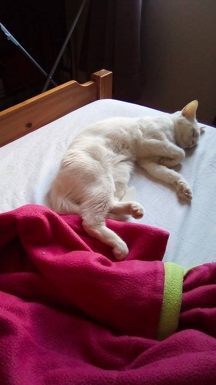 Chippie a rejoint le concours — aidez-le/la à gagner de superbes lots ! burmilla, carnivore, cat, colorpoint_shorthair, fawn, felidae, fur, kitten, nap, paw, pink, sleep, small_to_medium_sized_cats, tail, turkish_angora, whiskers, white