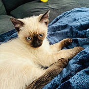 Ralphie joined the competition — help win amazing prizes! cat, kitten, siamese_cat, blue_eyes, indoor, blanket, bed, lying_down, fur, whiskers, ears, paws, tail, portrait, close_up, pet, animal, relaxed, brown_points, blue_background