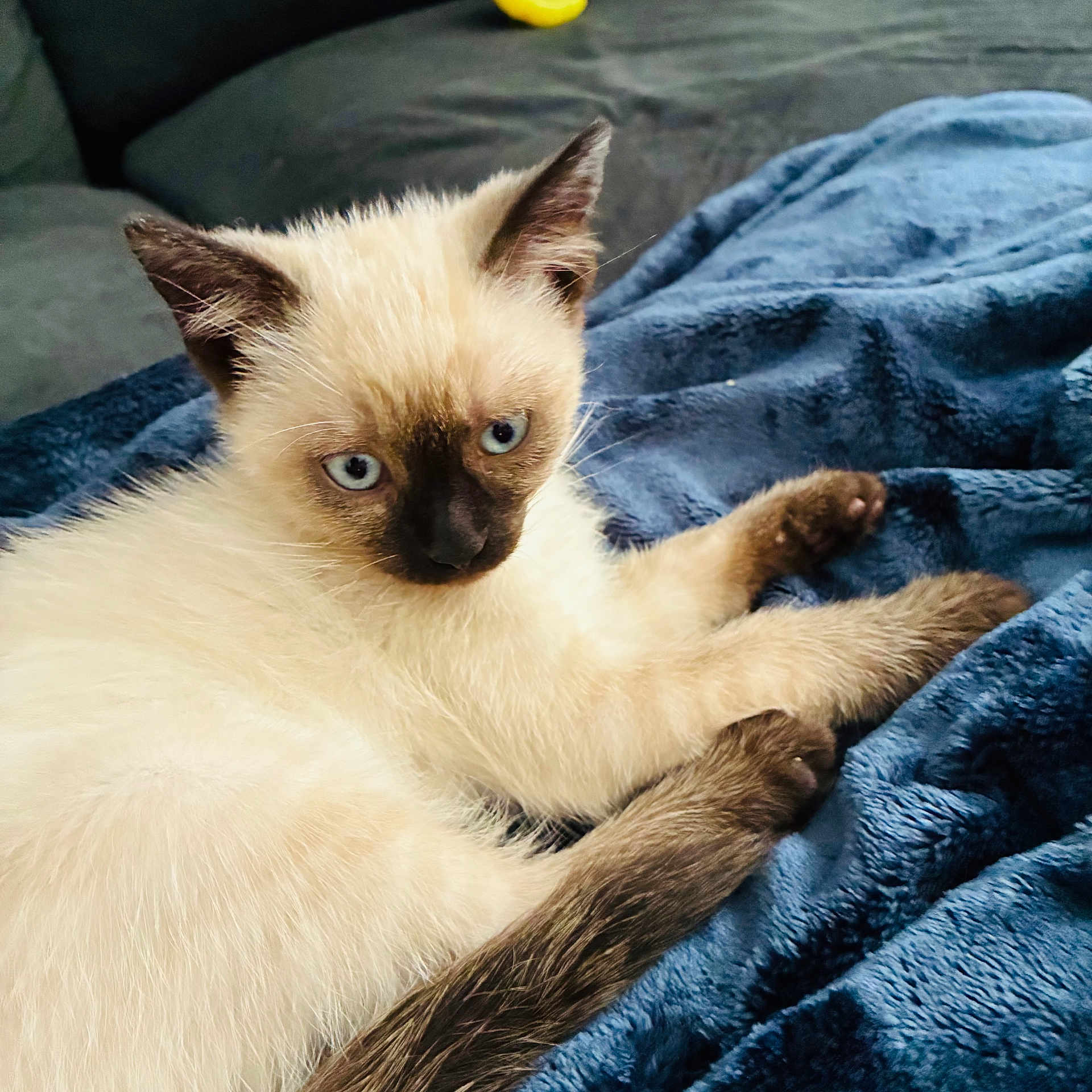 Ralphie joined the competition — help win amazing prizes! cat, kitten, siamese_cat, blue_eyes, indoor, blanket, bed, lying_down, fur, whiskers, ears, paws, tail, portrait, close_up, pet, animal, relaxed, brown_points, blue_background