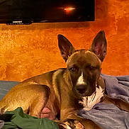 Boss joined the competition — help win amazing prizes! dog, pet, animal, brown, ears, blanket, bed, indoor, cozy, fur, collar, paws, relaxed, resting, comfort, orange_wall, furniture, living_room, domestic, canine