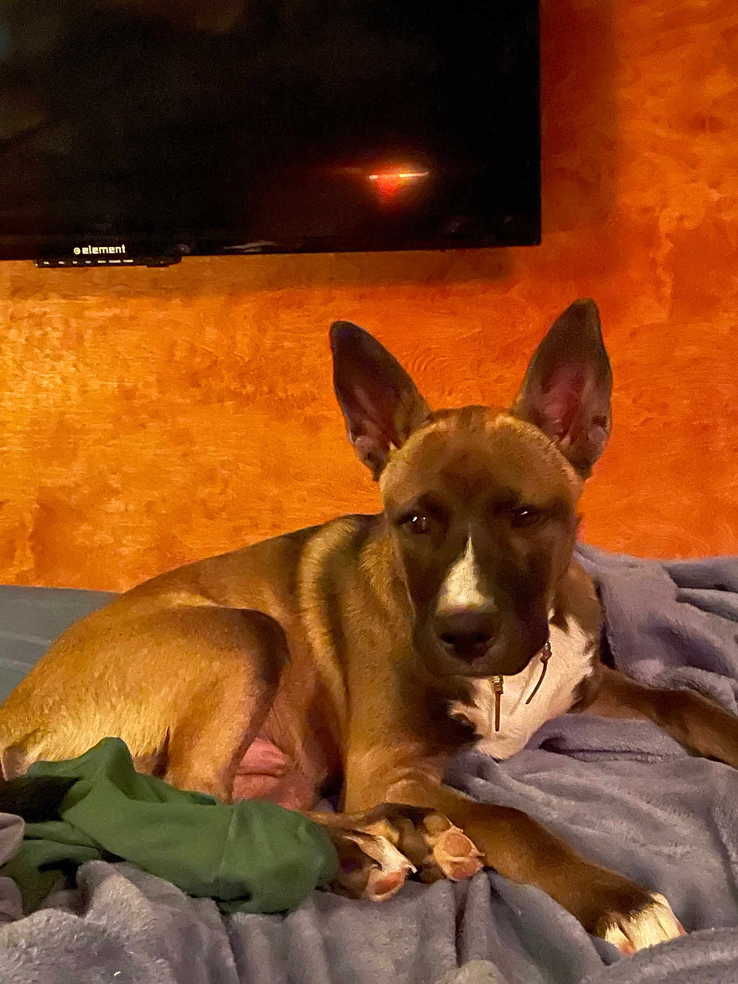 Boss joined the competition — help win amazing prizes! dog, pet, animal, brown, ears, blanket, bed, indoor, cozy, fur, collar, paws, relaxed, resting, comfort, orange_wall, furniture, living_room, domestic, canine