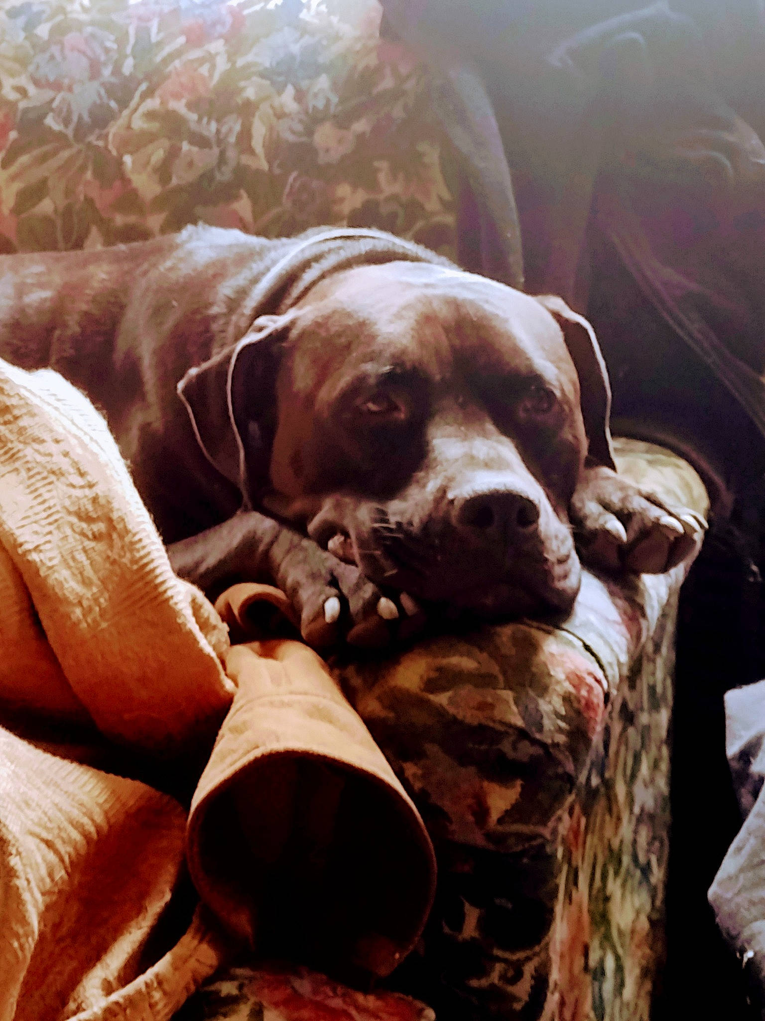 Zoran joined the competition — help win amazing prizes! canidae, carnivore, collar, comfort, companion_dog, dog, dog_breed, dog_collar, dog_supply, fawn, fur, great_dane, guard_dog, gun_dog, liver, pet_supply, pointing_breed, snout, sporting_group, working_animal