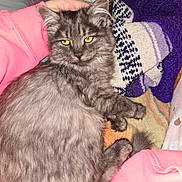 Rusty is registered to the contest to win money with this photo: cat, gray_fur, yellow_eyes, fluffy, animal, pet, blanket, fabric, cozy, indoor, relaxed, soft_texture, resting, cute, fur, close_up, comfort, sleepy, domestic_animal, warm